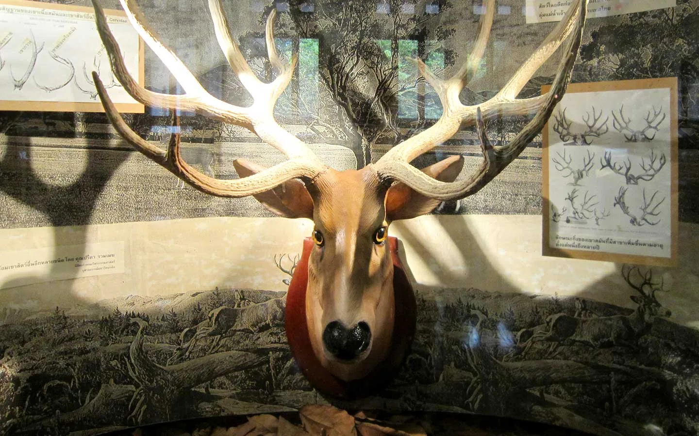 Natural History Museum, Chulalongkorn University