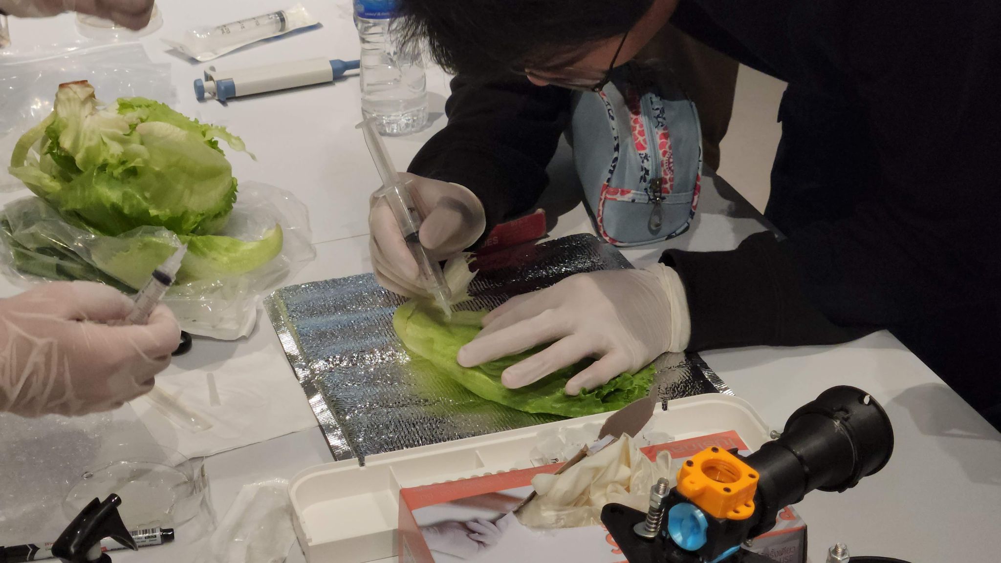 Colorful salad with Agrobacterium